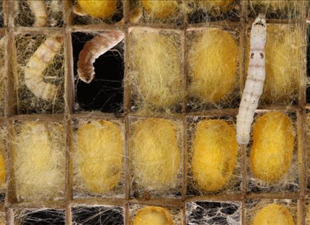 VẢI LỤA TƠ TẰM